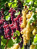 Grape